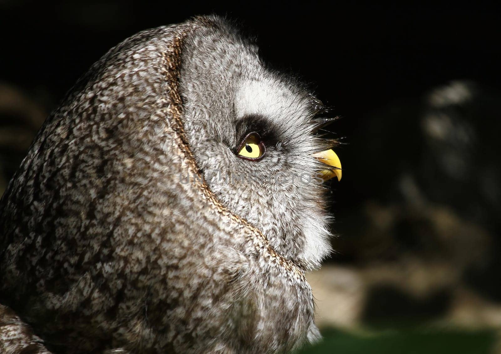 Bearded owl