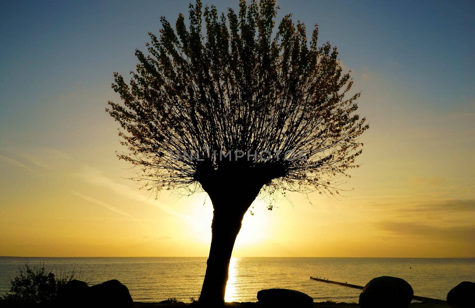 Silhouette of a tree at sunrise at the Baltic Sea