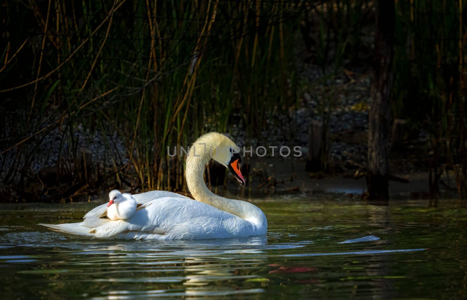 Mute swan, cygnus olor, mother and baby floating on water