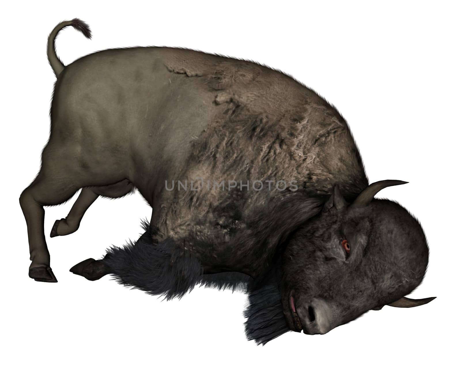 Bison dead isolated in white background - 3D render
