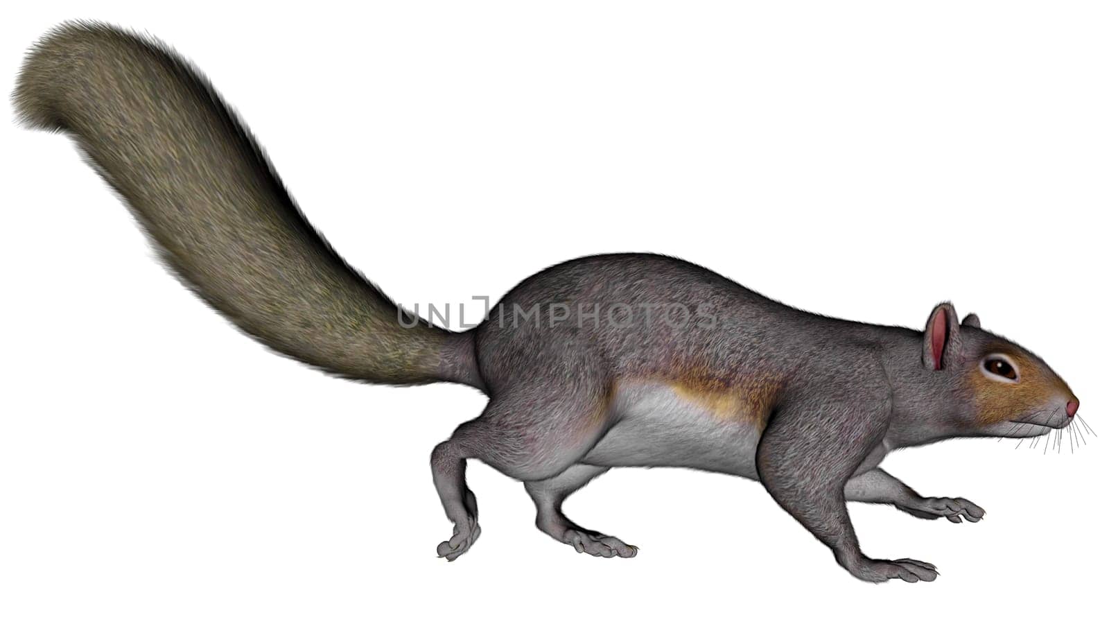 Squirrel running isolated in white background - 3D render