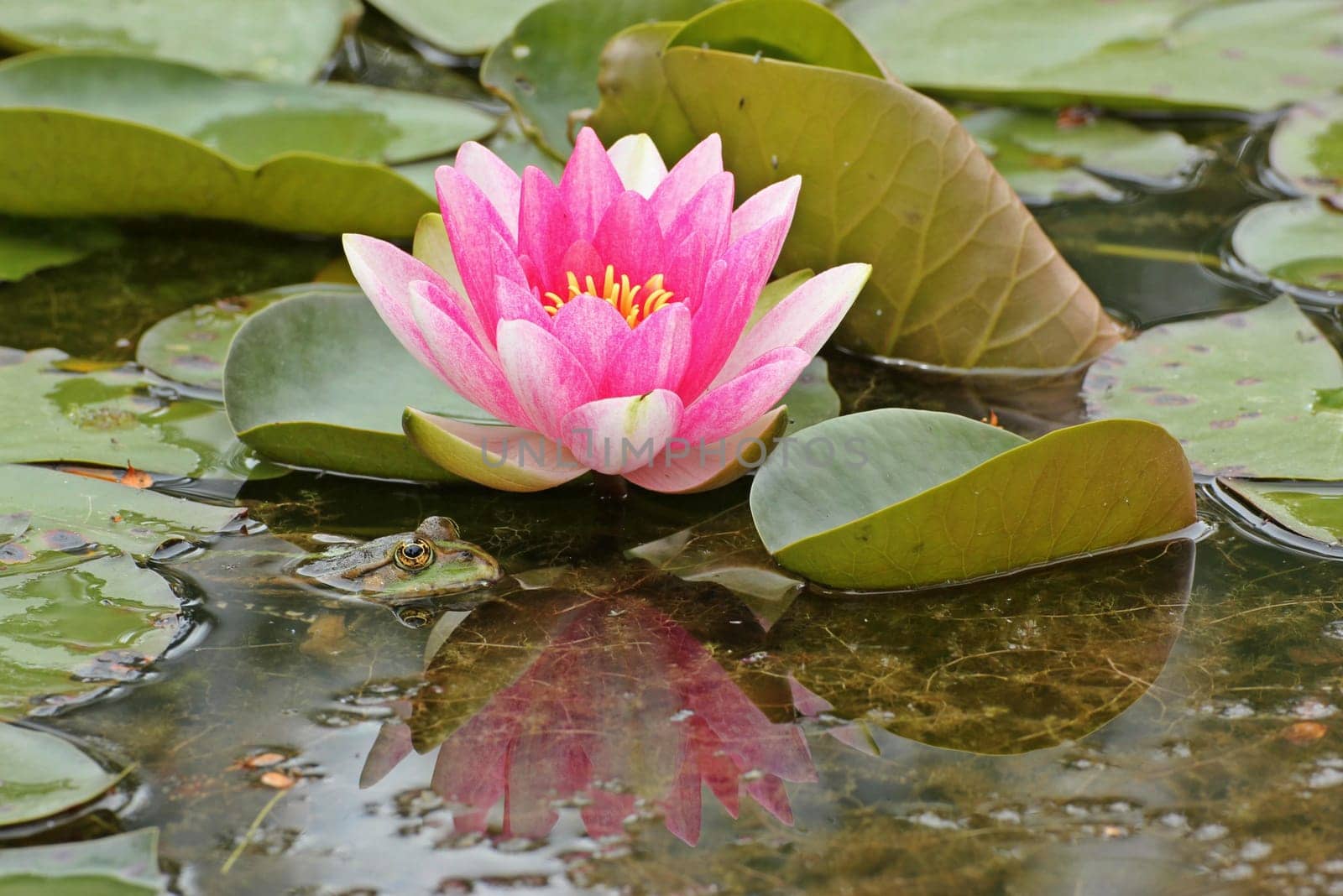 Pond frog (Pelophylax esculentus) next to pink water lily blossom