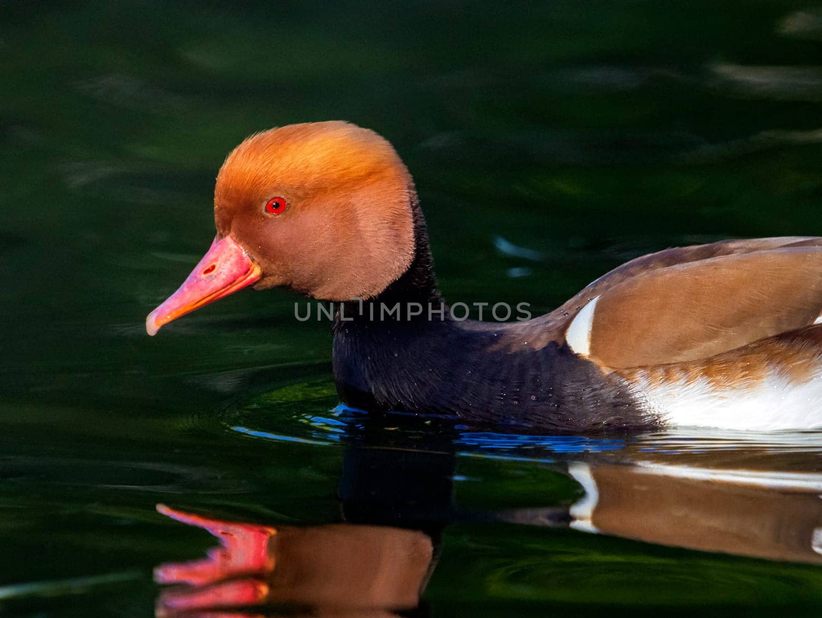 Male red-crested pochard, netta rufina, duck portrait on the water