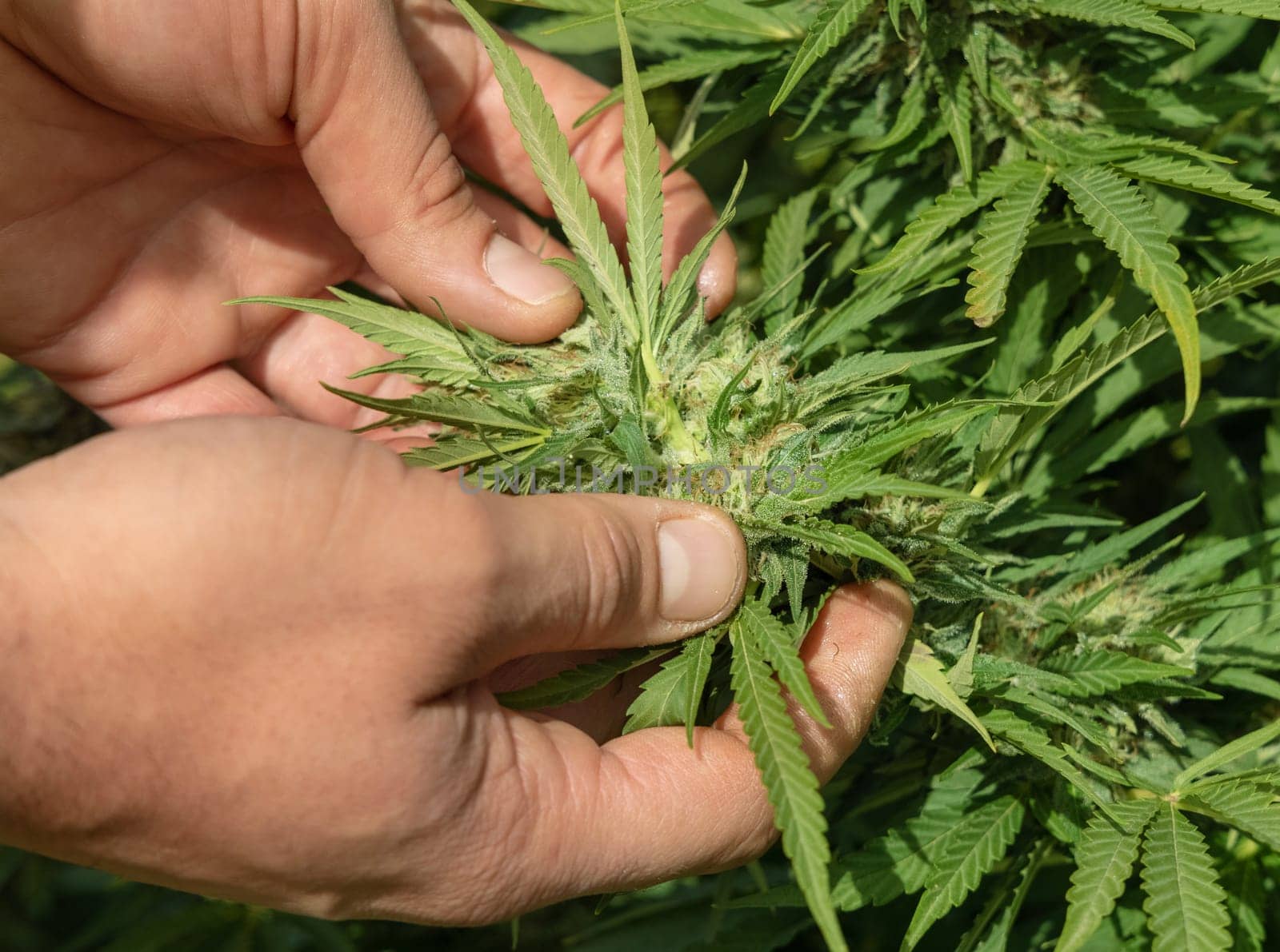 Farmer with hand controlling quality of blooming Marijuana. Organic Cannabis Sativa Female Plants with CBD. Legal plantation with high quality medicinal cannabis for healthcare and medicine uses