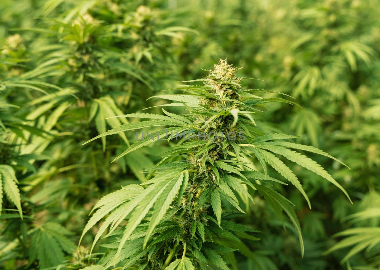 Blooming ripe Marijuana with Buds and green Leaves. Organic Cannabis Sativa Female Plants with CBD. Legal marihuana plantation provides high quality medicinal cannabis for healthcare and medicine uses