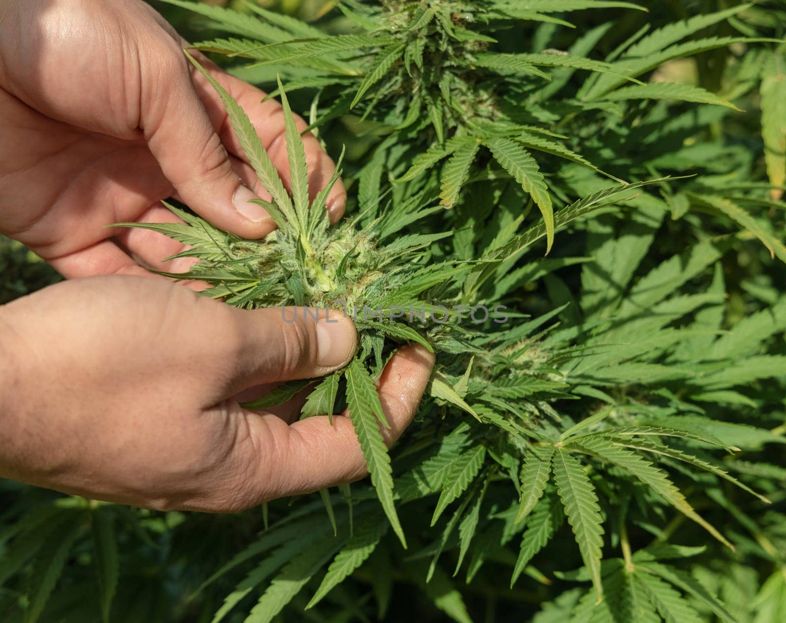 Farmer with hand controlling quality of blooming Marijuana. Organic Cannabis Sativa Female Plants with CBD. Legal plantation with high quality medicinal cannabis for healthcare and medicine uses
