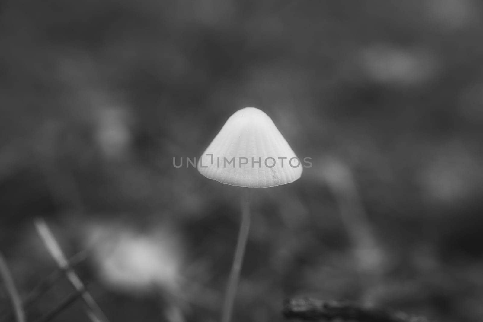 a filigree small mushroom, taken in black and white, on the forest floor in soft light. Macro shot from nature