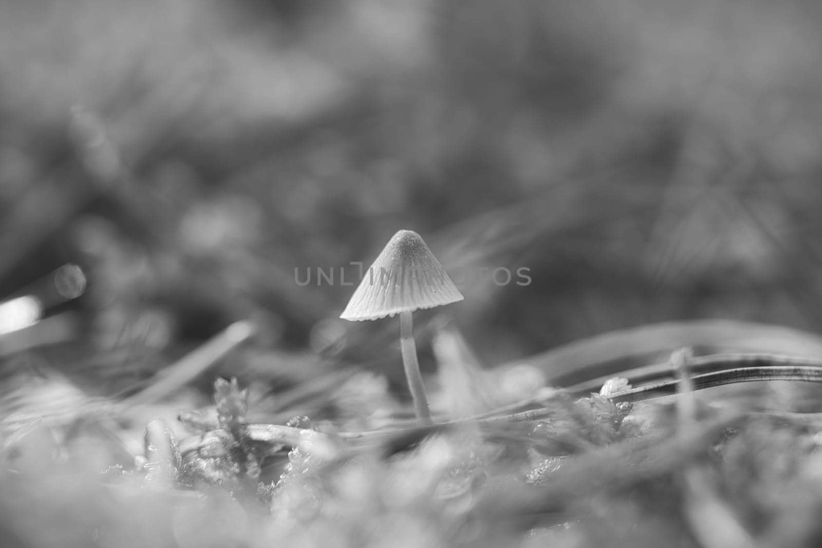 a filigree small mushroom, taken in black and white, on the forest floor in soft light. Macro shot from nature