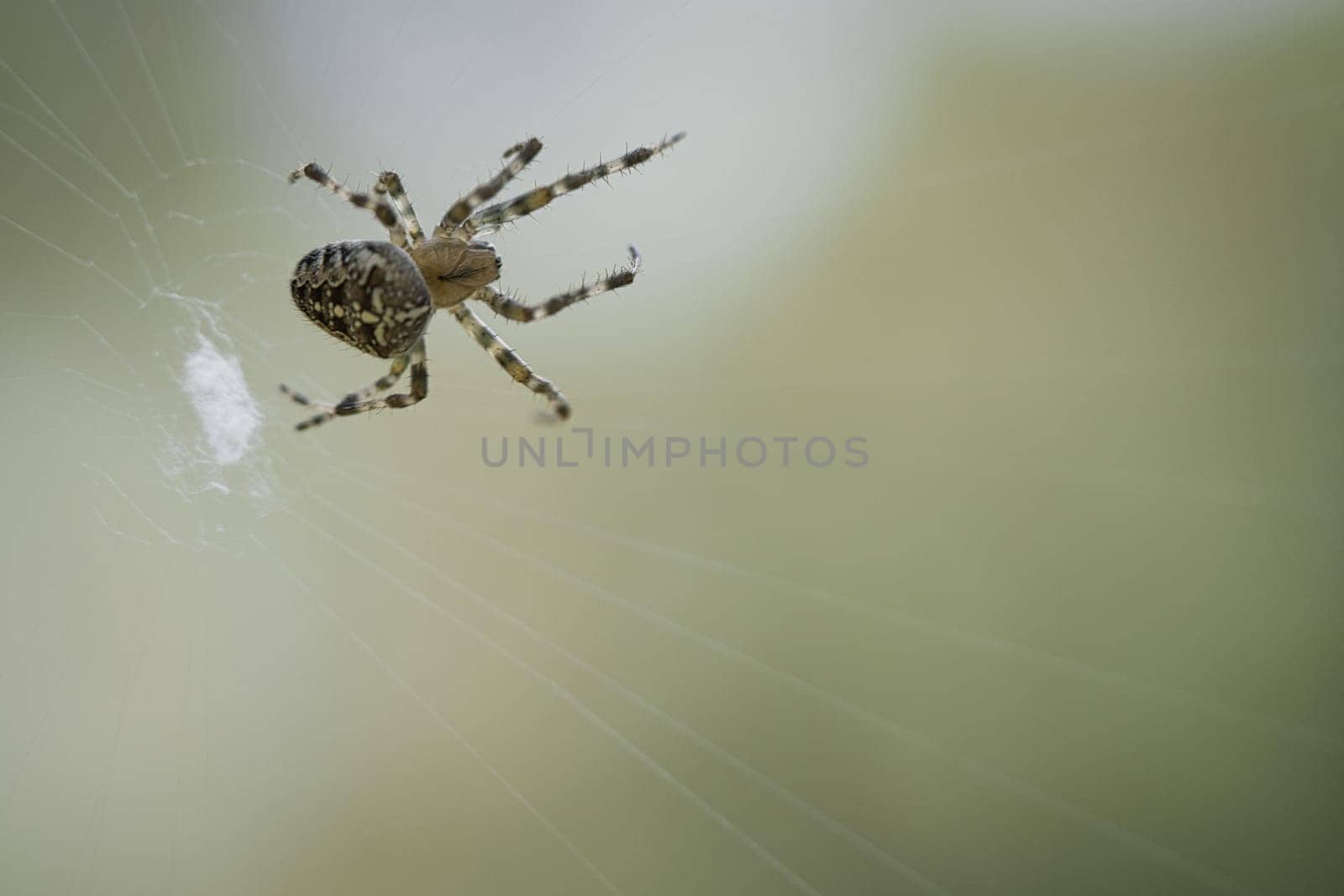 Cross spider in a spider web, lurking for prey. Blurred background. A useful hunter among insects. Arachnid. Animal photo from the wild.