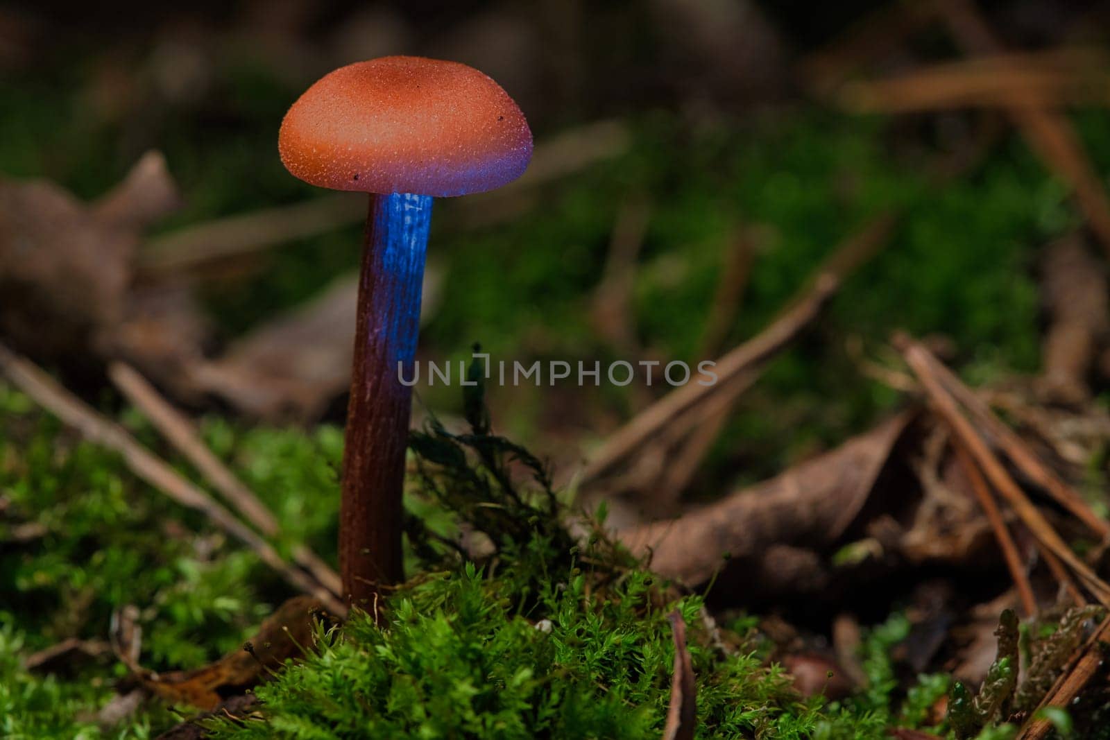 Orange filigree mushrooms in moss on forest floor. Macro view from the habitat. Nature photo