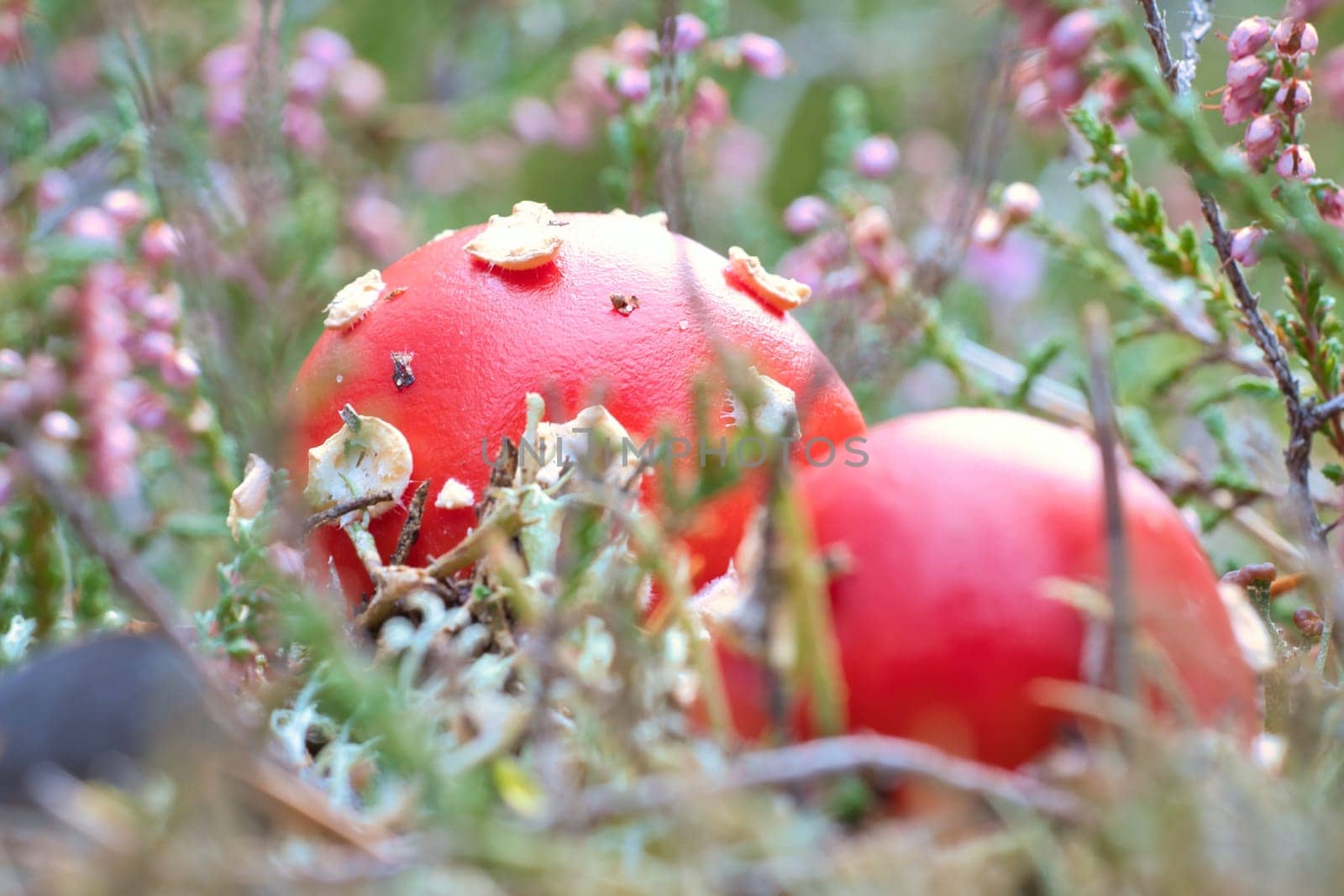 Toadstool in a heather field in the forest. Poisonous mushroom. Red cap with white spots. Close up from nature in forest