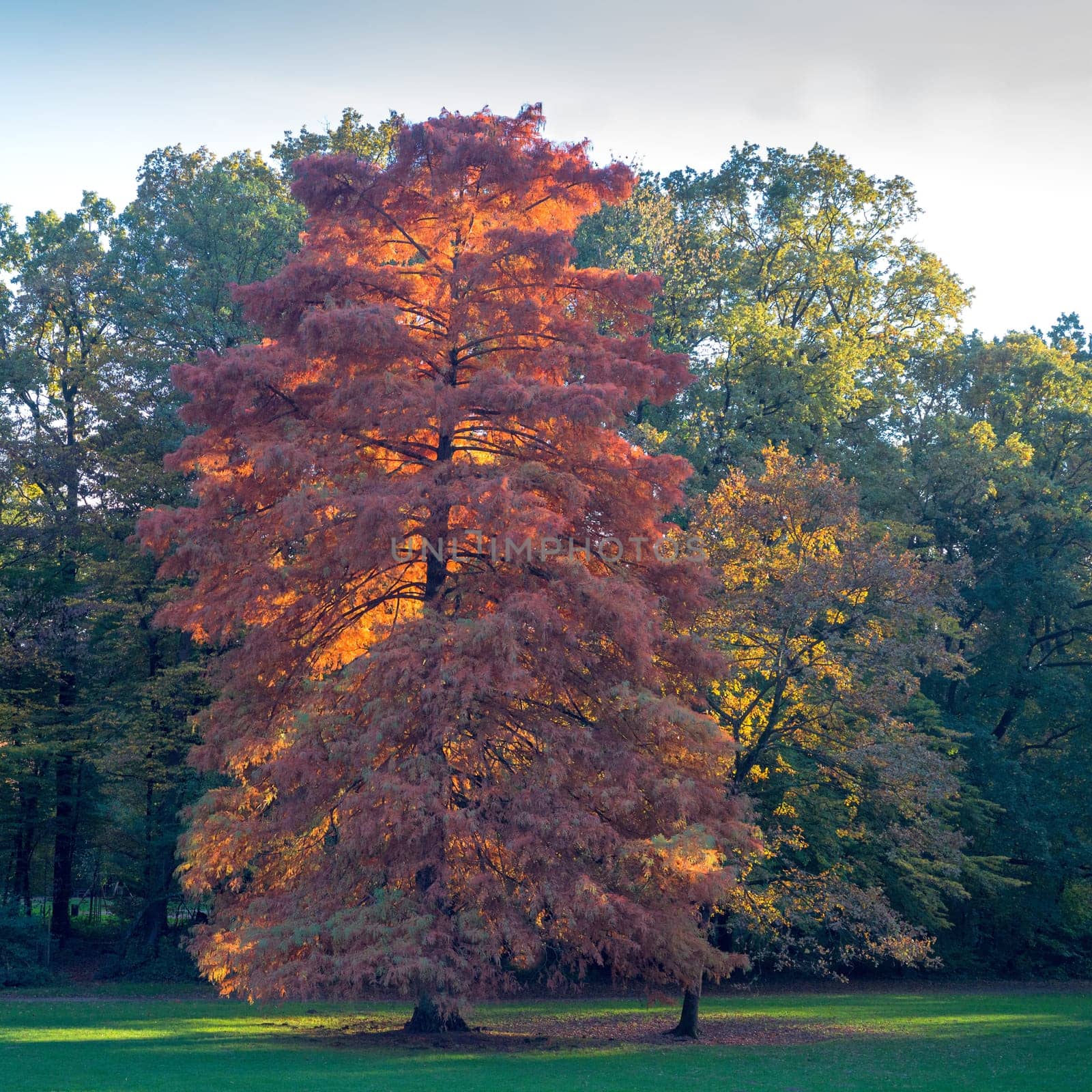 Colourful tree along maksimir park in autumn zagreb, croatia