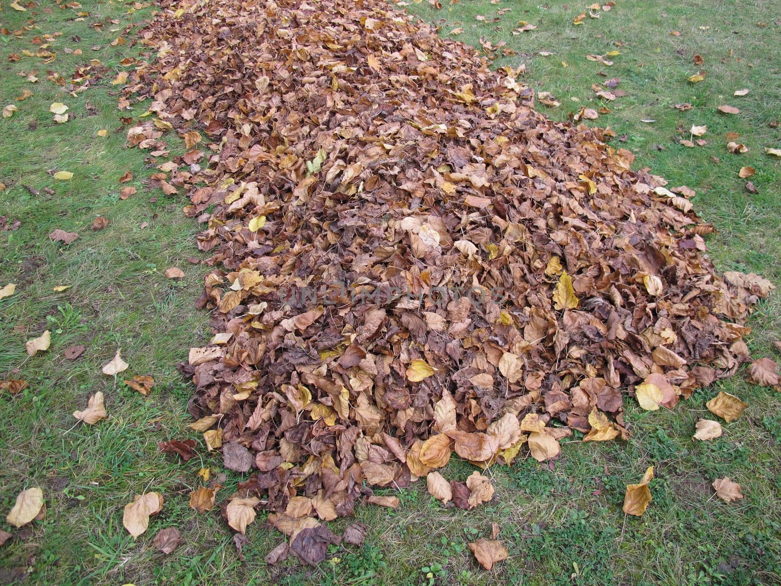 A big foliage pile on a meadow with lime leaves