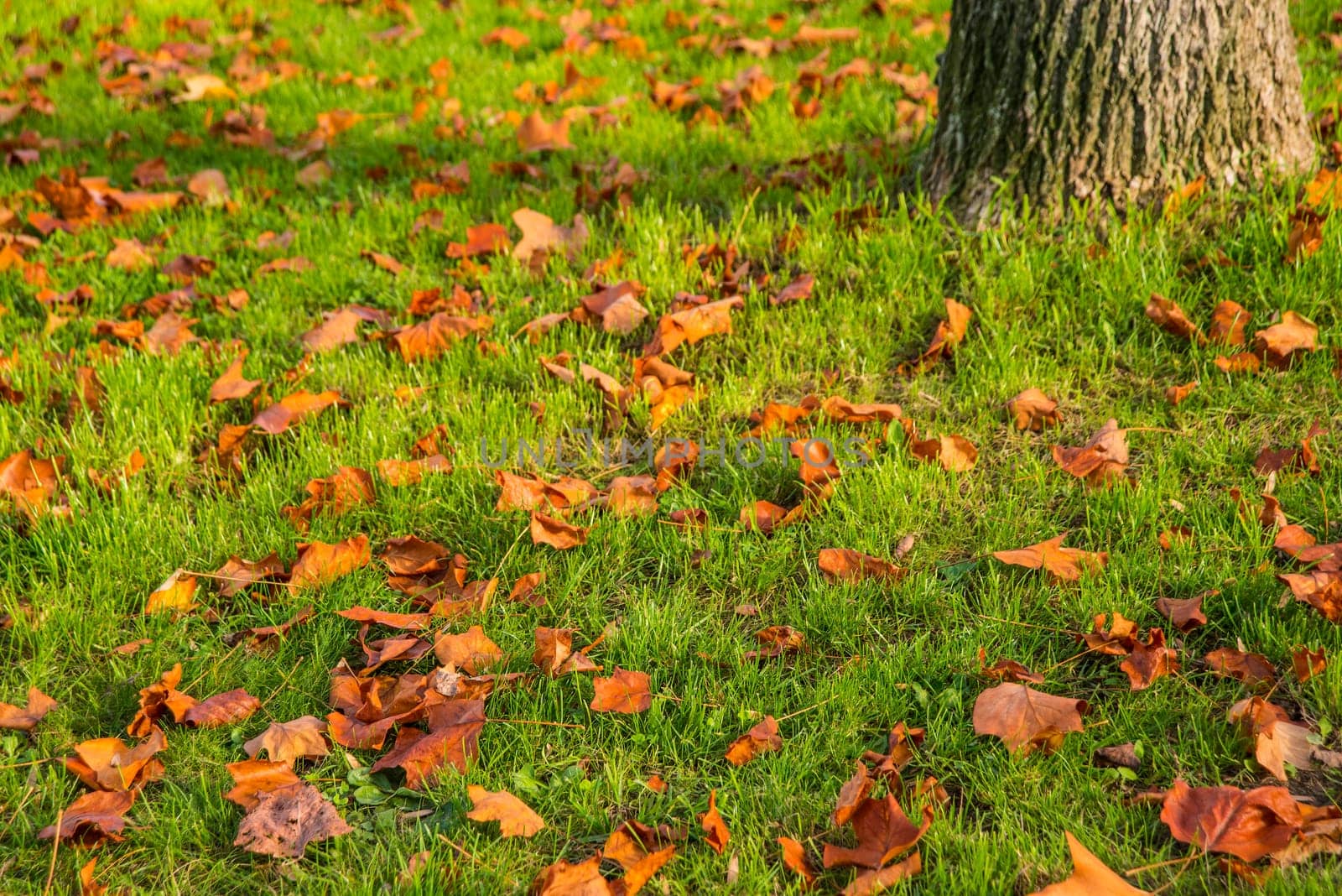 autumnal colored leaves in a green meadow with tree trunk