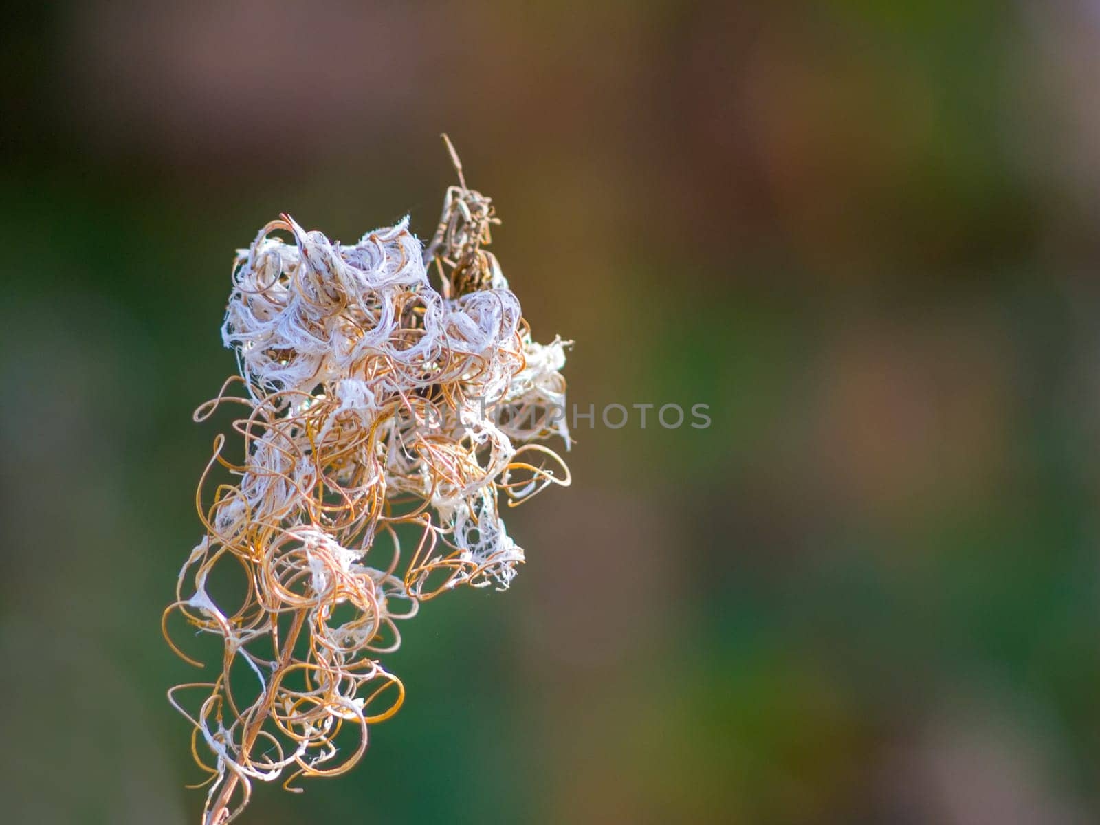 abstract nature shape of a withered plant in autumn