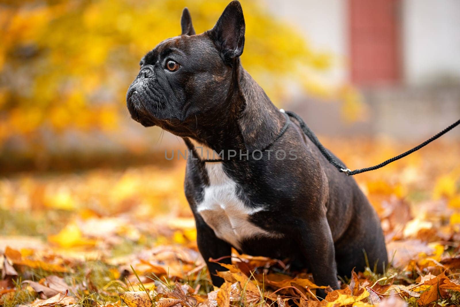 brown french bulldog sits on foliage in autumn park