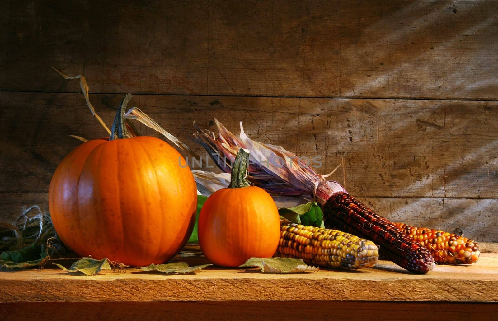 Pumpkins in the shed on a shelf with pumpkins and corn
