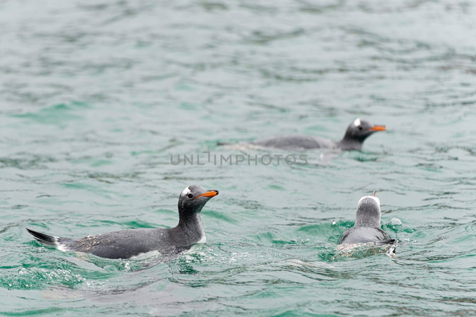Gentoo penguin (Pygoscelis papua) swimming in blue water on Half Moon Island in the South Shetland Islands off Antarctica