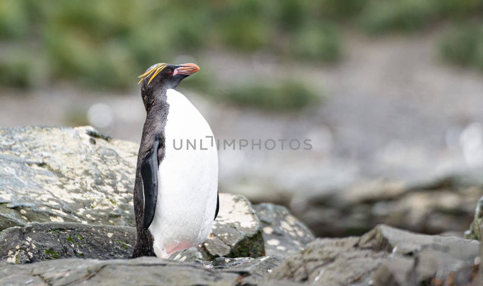 Golden Crested Penguin / Macaroni (Eudyptes chrysolophus) in Cooper Bay on South Georgia in its natural environment