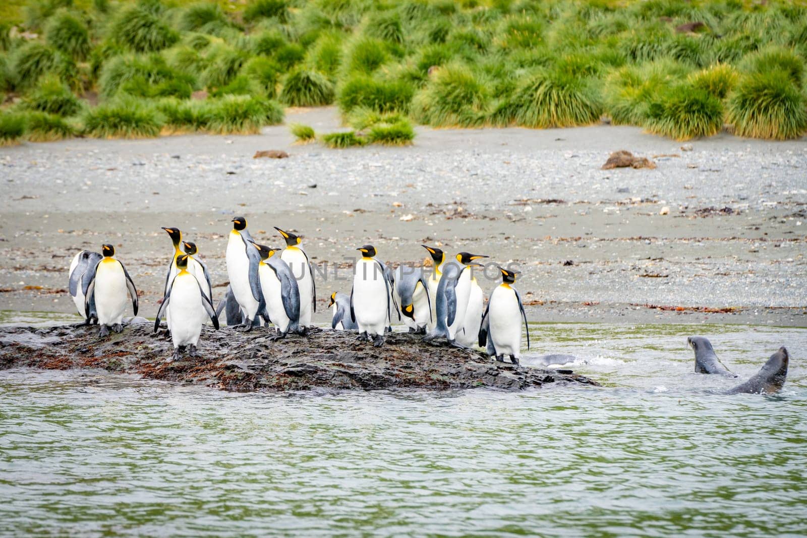 King Penguin Colony Gold Harbour - Thousands of king penguins, hundreds of gentoo penguins and plenty of elephant seals share this scenic bay on South Georgia with the hanging ice cliffs of the Bertrab Glacier in the background