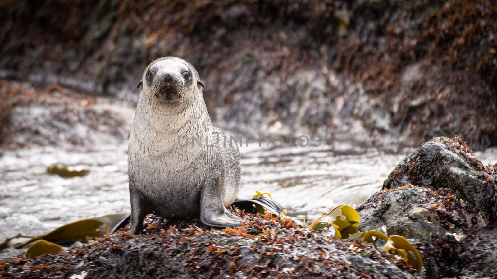 beautiful Young Antarctic fur seal (Arctocephalus gazella) in South Georgia in its natural environment
