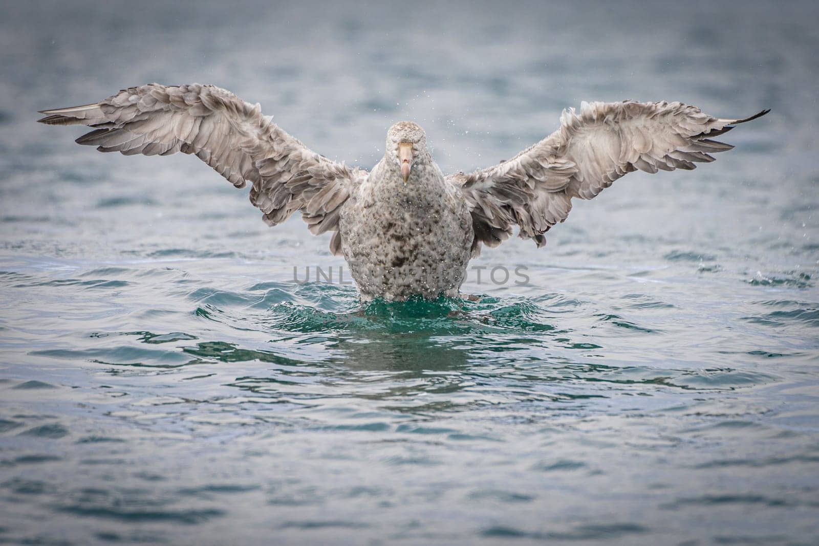 Northern Giant Petrel (Macronectes halli) taking to the skies from the sea