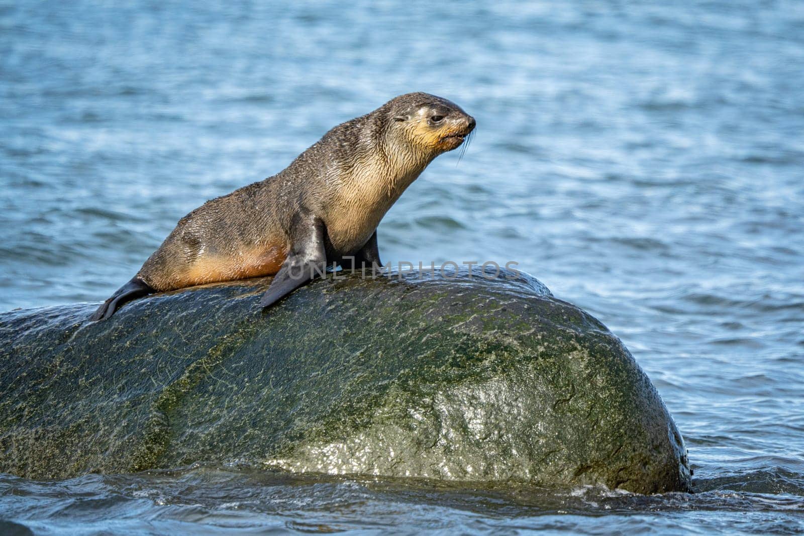 beautiful Young Antarctic fur seal (Arctocephalus gazella) in South Georgia in its natural environment