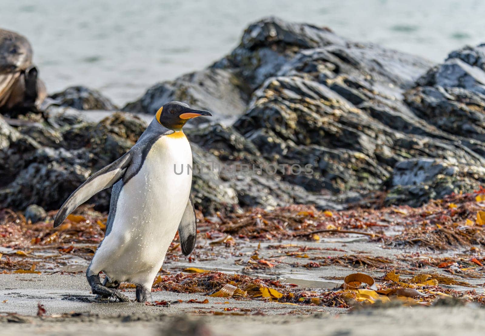 individual king penguins (APTENODYTES PATAGONICUS) on South Georgia comes out of the sea onto the beach