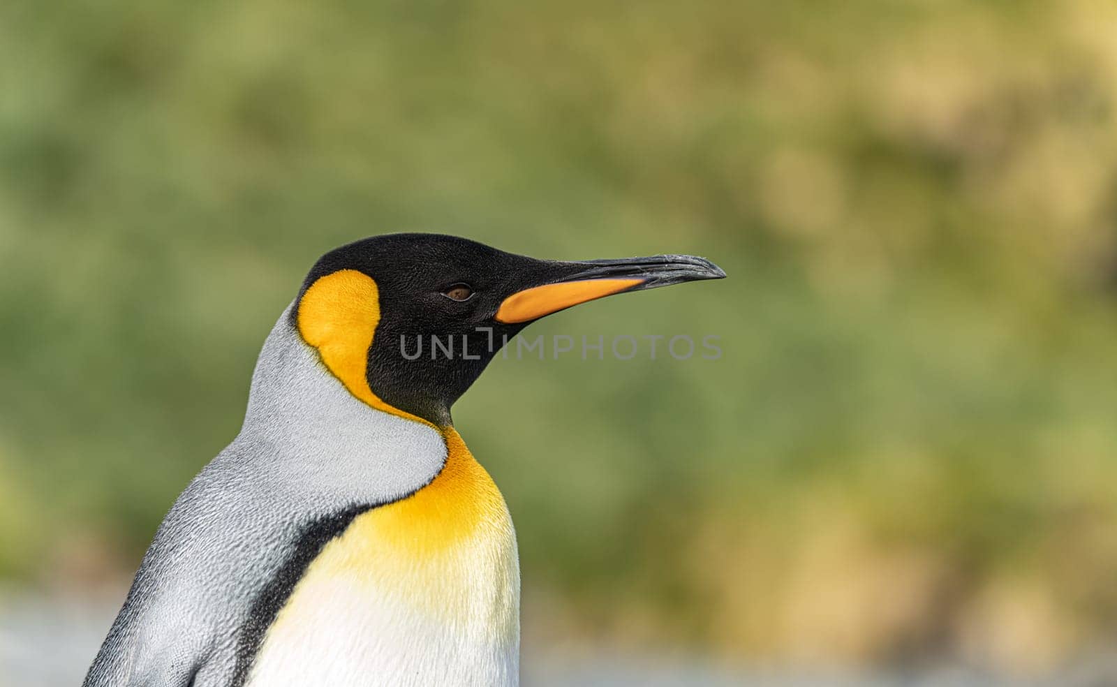 Lateral close-up of the head of a king penguin against a green background