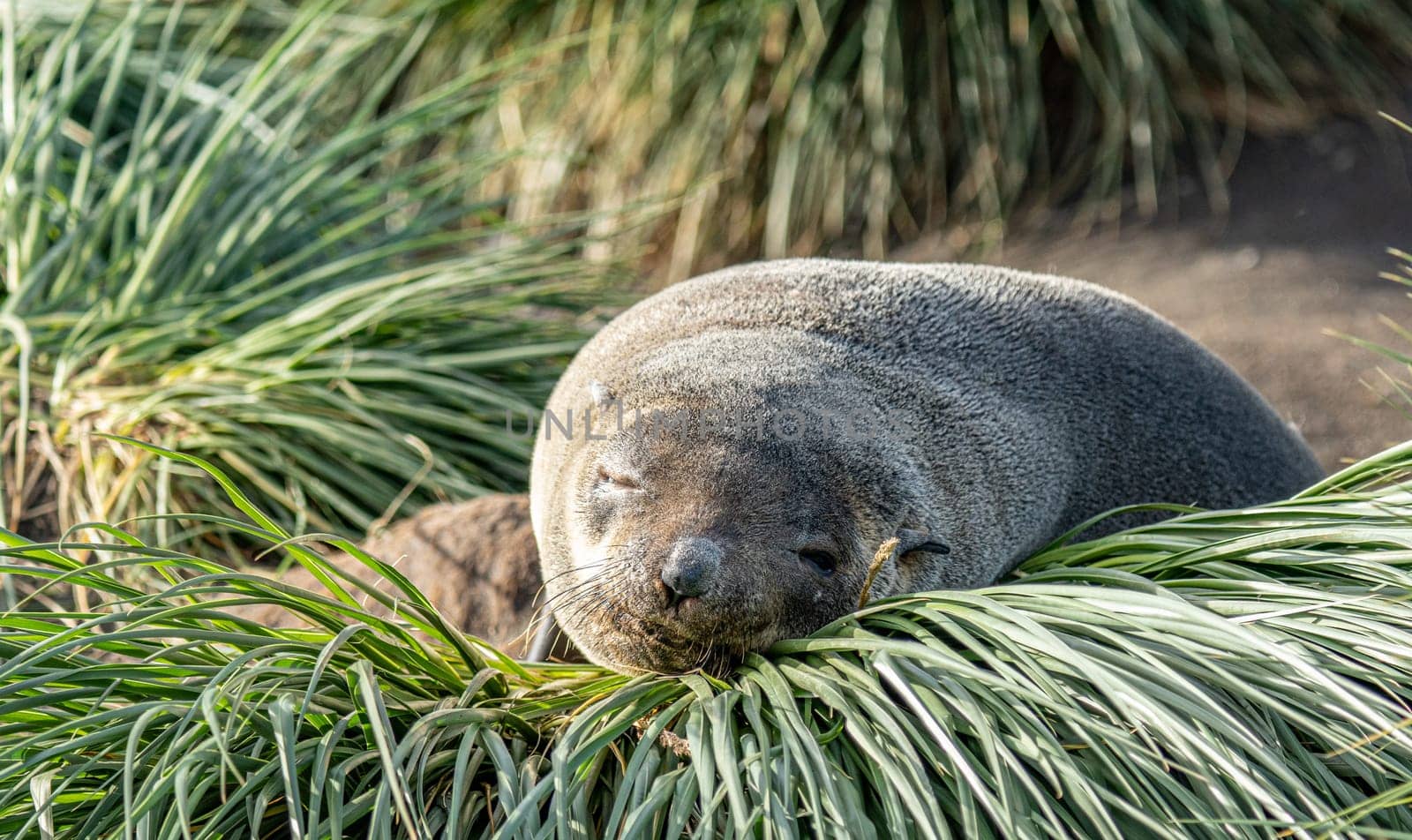 beautiful Young Antarctic fur seal (Arctocephalus gazella) in South Georgia in its natural environment