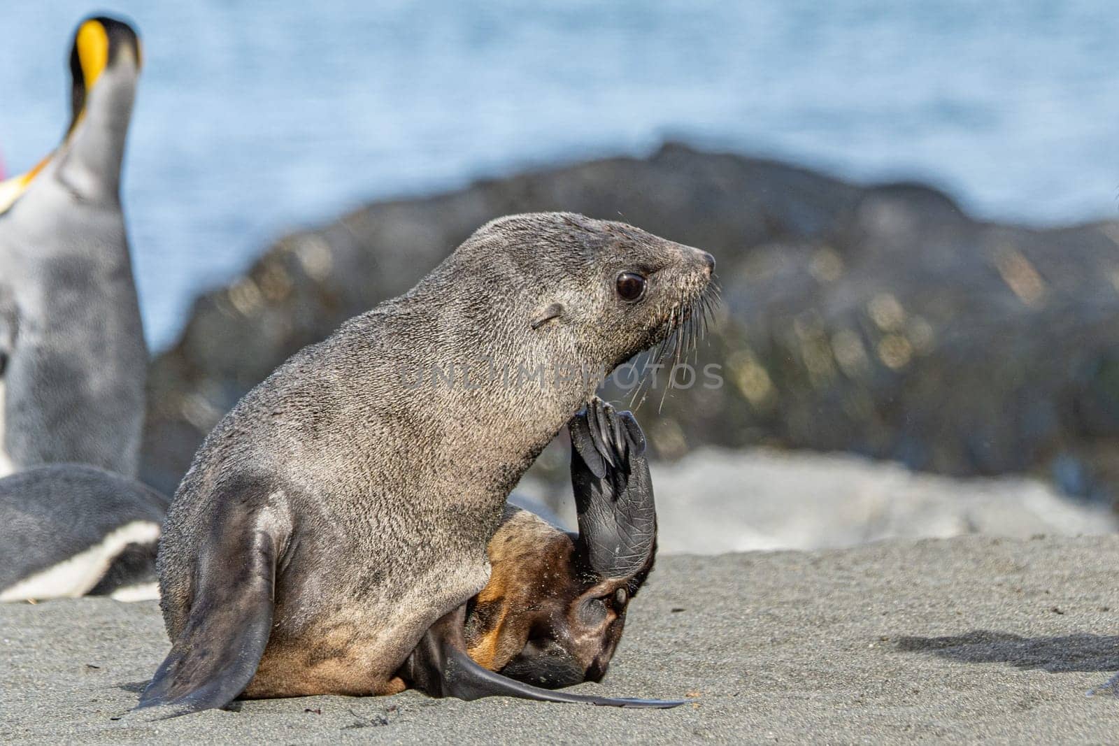 beautiful Young Antarctic fur seal (Arctocephalus gazella) in South Georgia in its natural environment