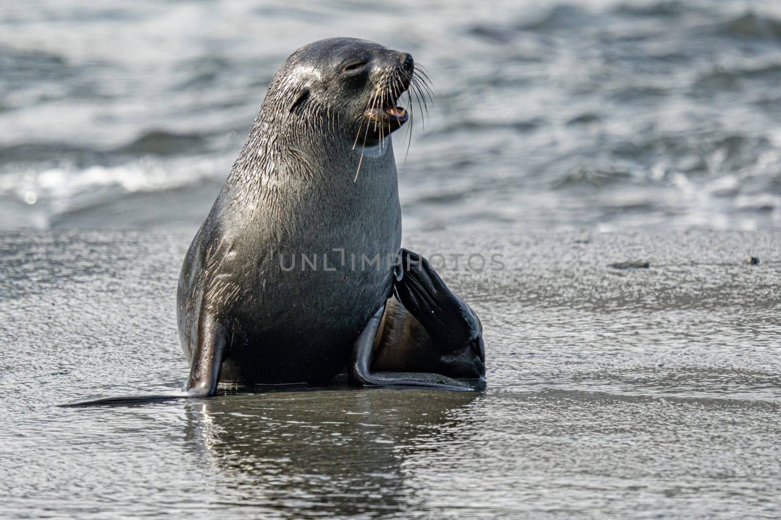 beautiful Young Antarctic fur seal (Arctocephalus gazella) in South Georgia in its natural environment