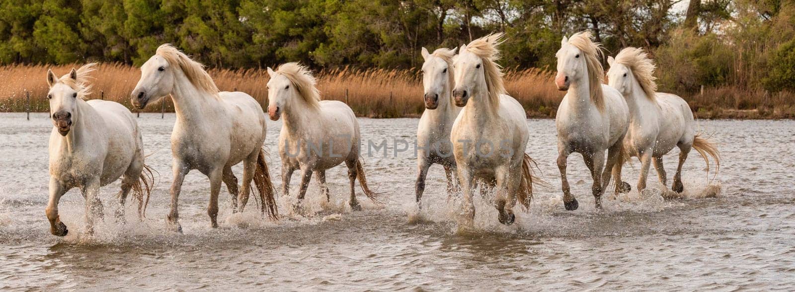 White horses are galoping in the water  all over the sea in Camargue, France.