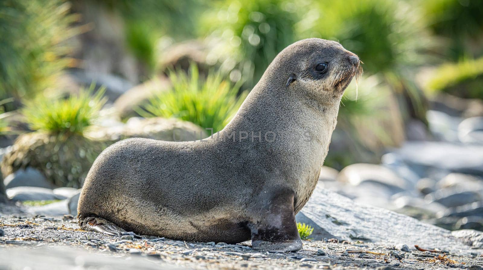 beautiful Young Antarctic fur seal (Arctocephalus gazella) in South Georgia in its natural environment