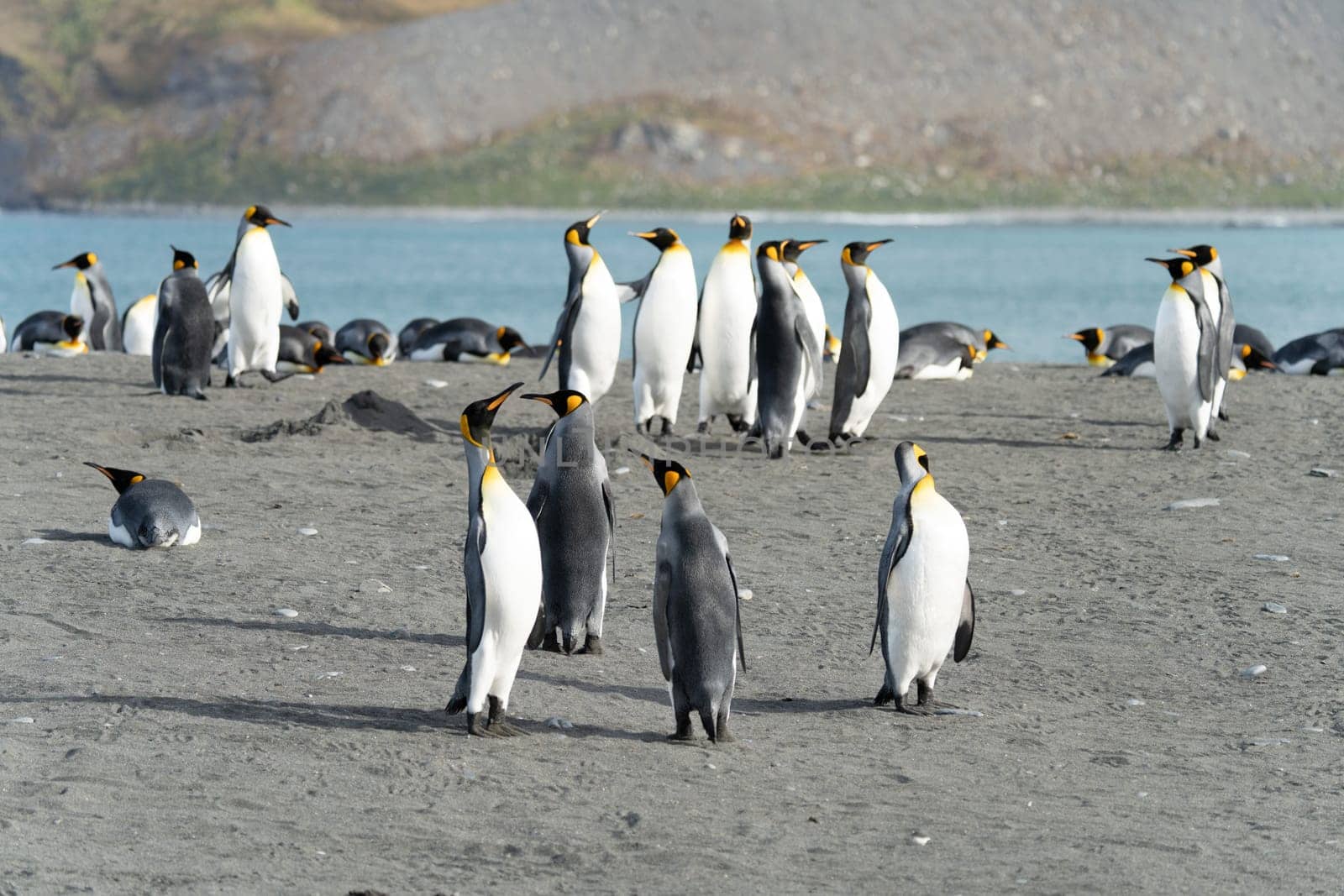 Group of King Penguins (APTENODYTES PATAGONICUS) on South Georgia