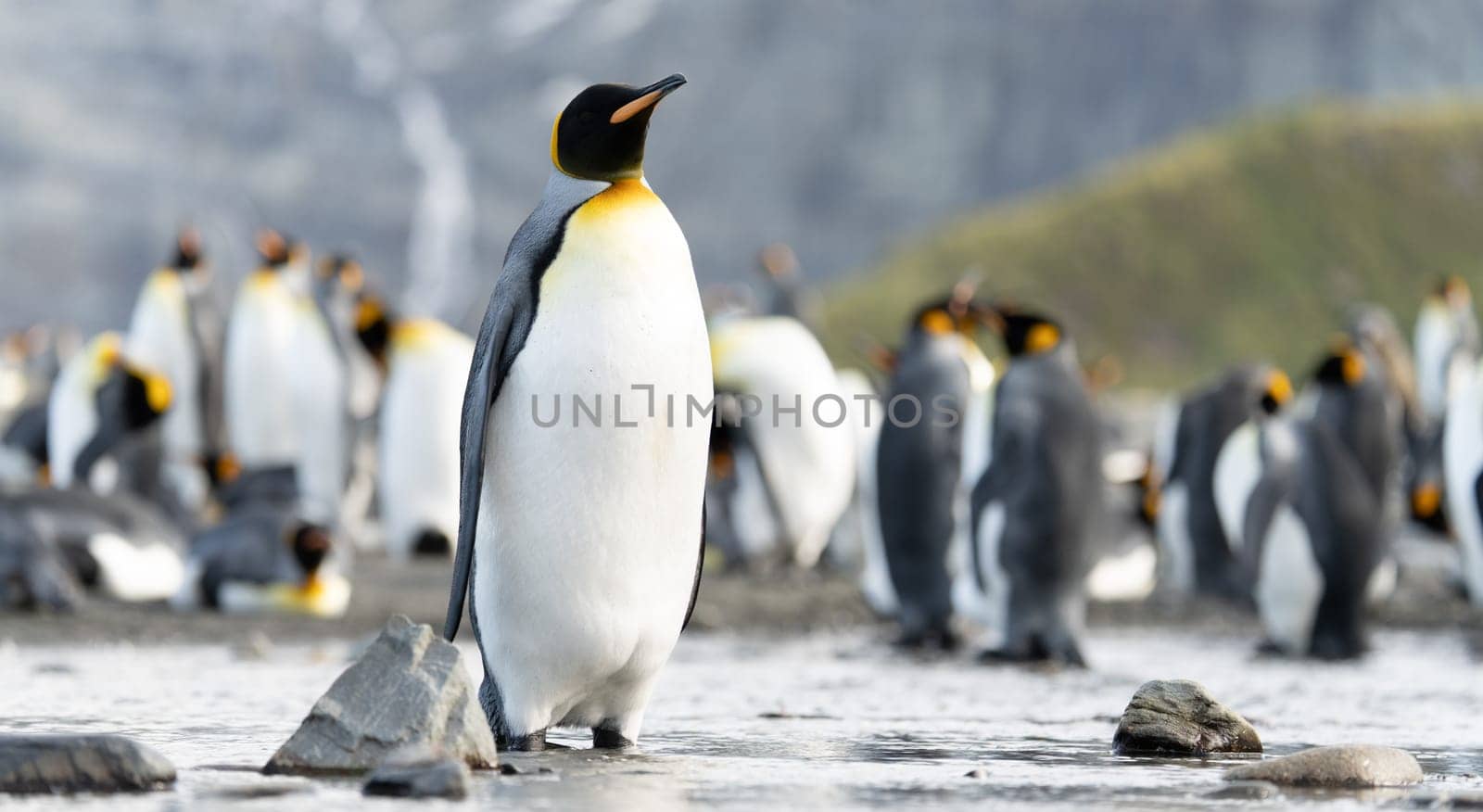 Group of King Penguins (APTENODYTES PATAGONICUS) on South Georgia