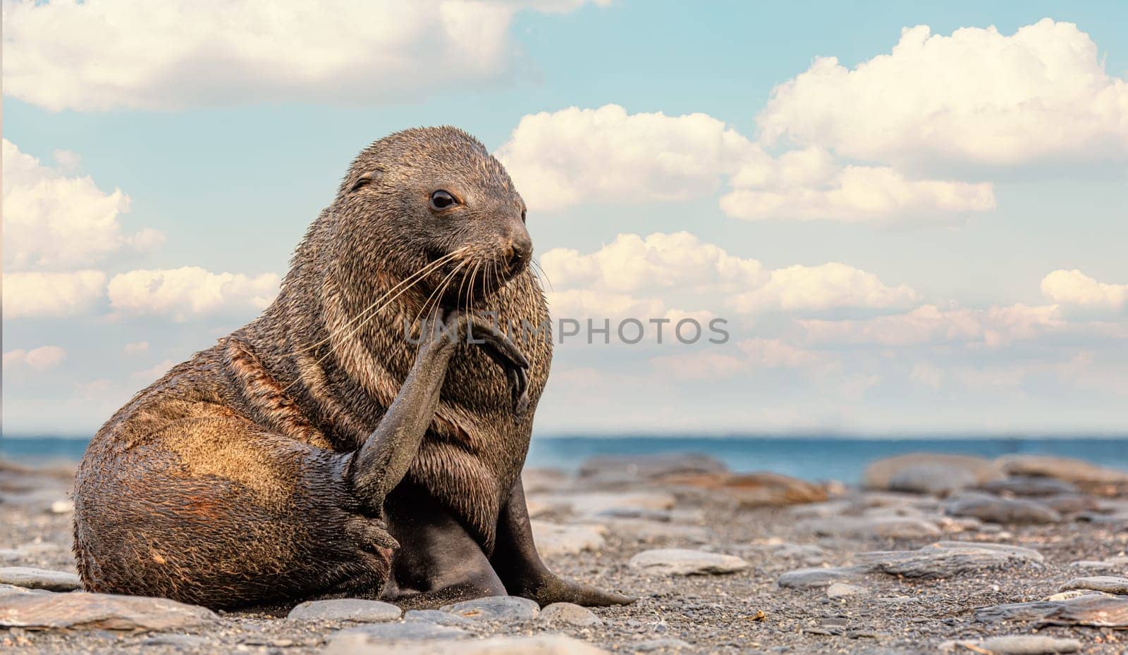 beautiful Young Antarctic fur seal (Arctocephalus gazella) in South Georgia in its natural environment