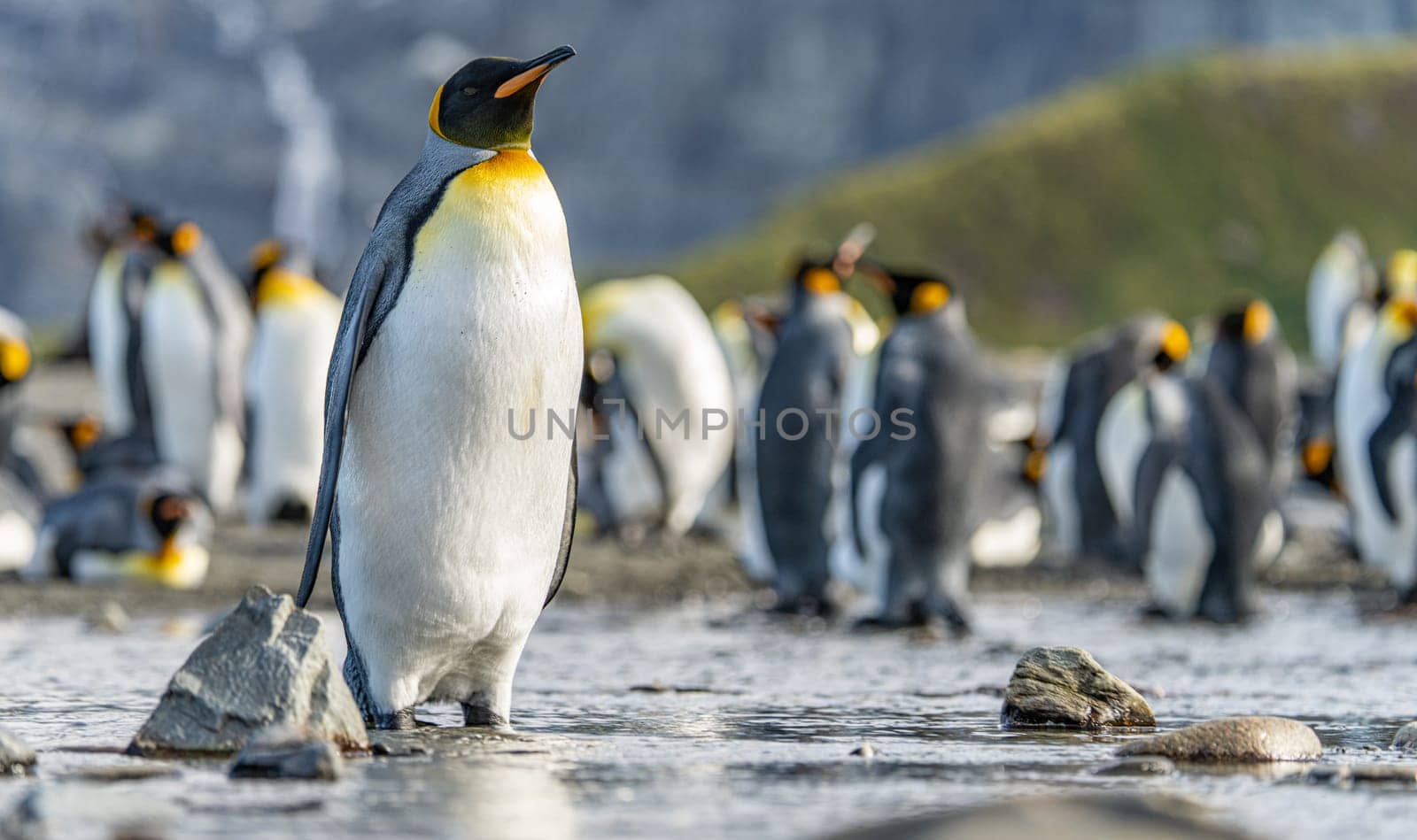 Group of King Penguins (APTENODYTES PATAGONICUS) on South Georgia
