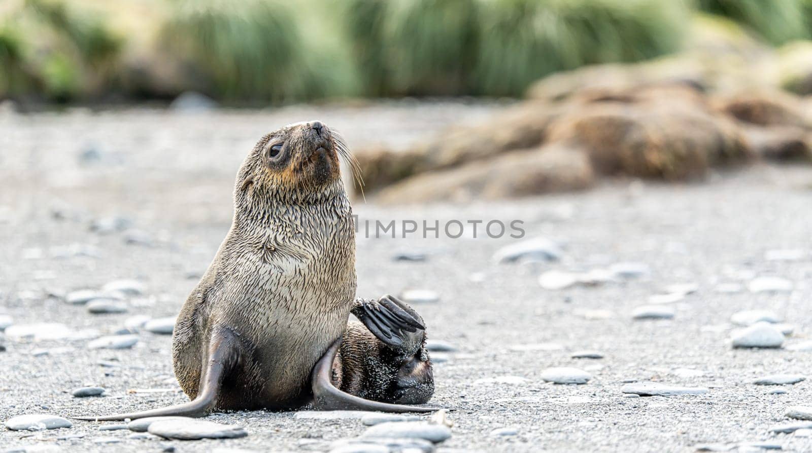 beautiful Young Antarctic fur seal (Arctocephalus gazella) in South Georgia in its natural environment