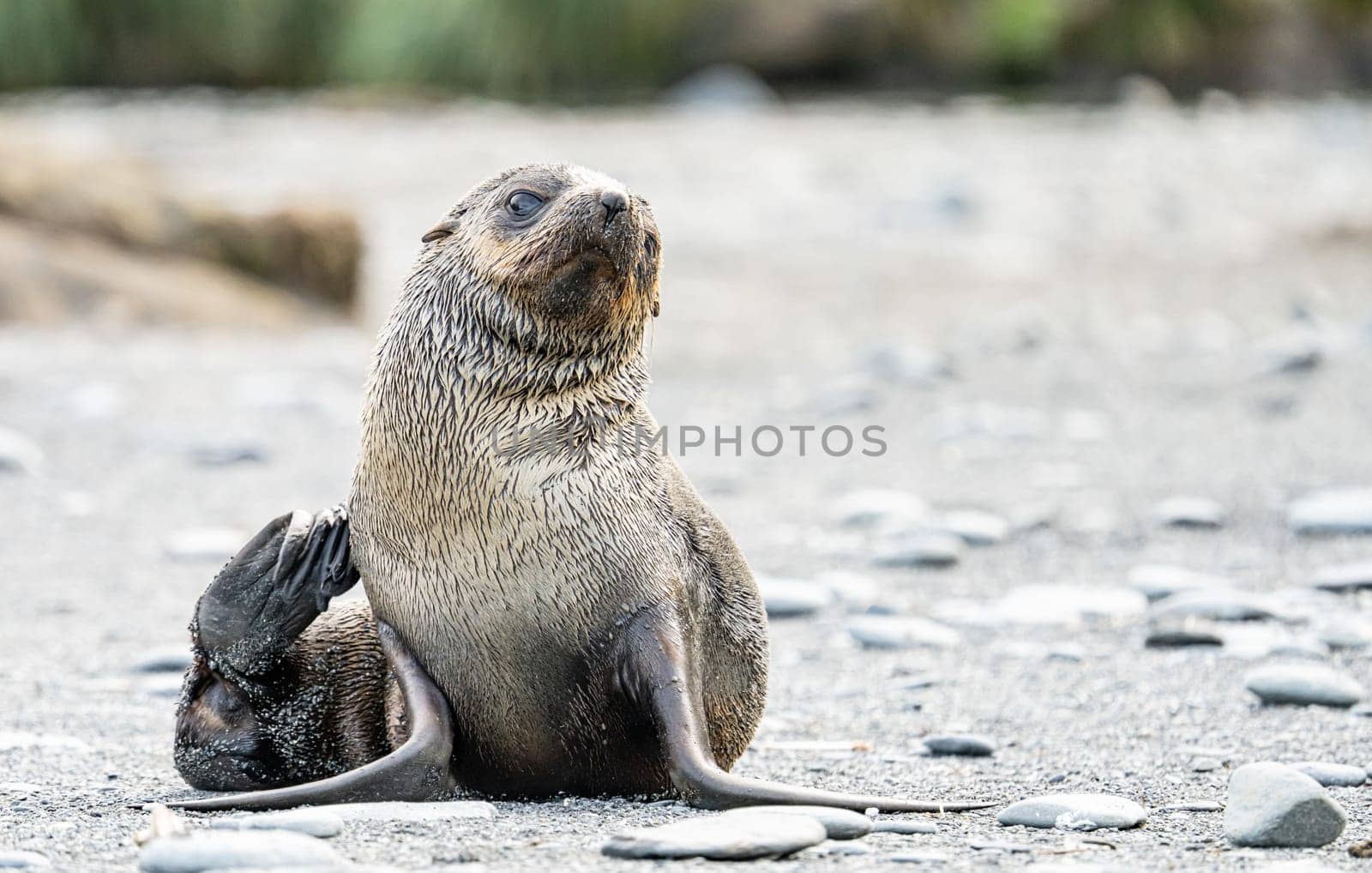 beautiful Young Antarctic fur seal (Arctocephalus gazella) in South Georgia in its natural environment