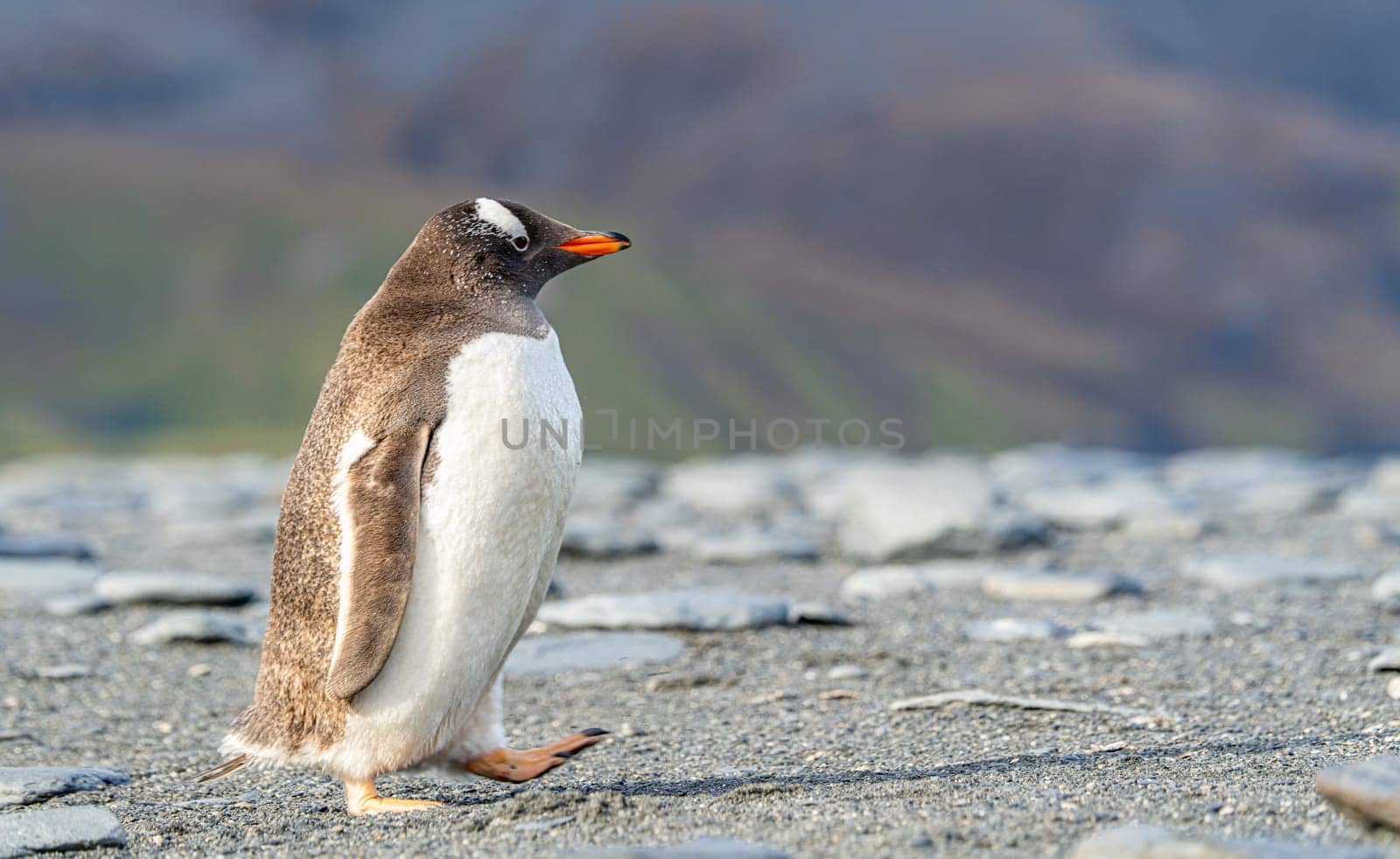 Portrait of a Gentoo Penguin (Pygoscelis papua) on South Georgia