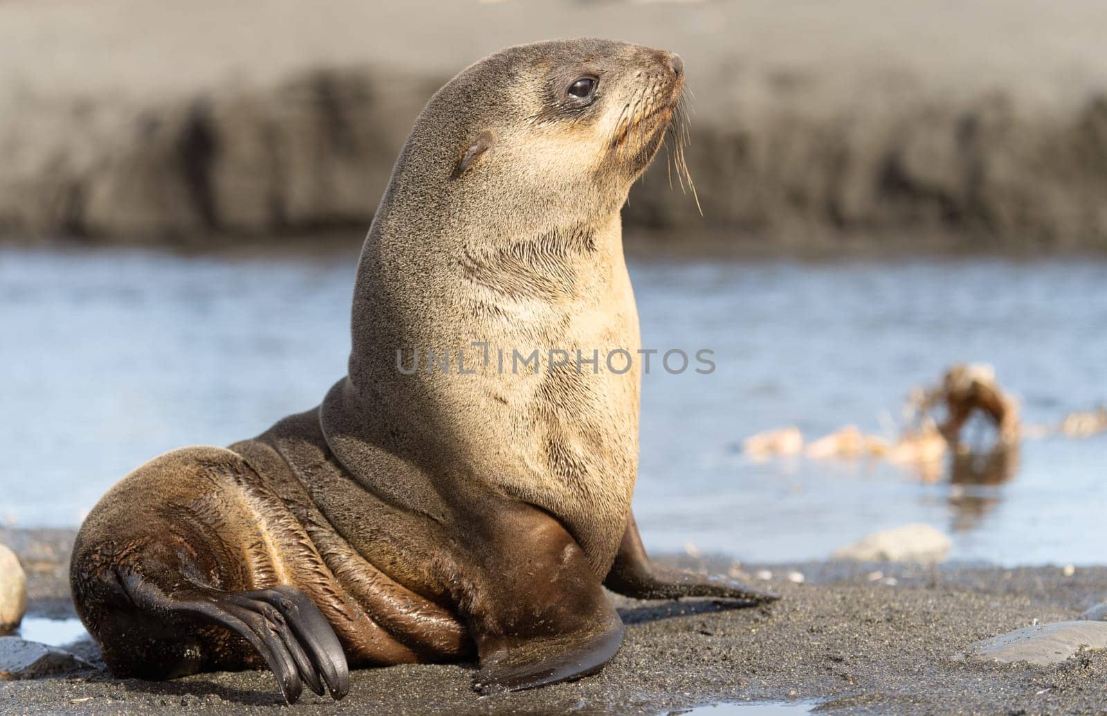beautiful Young Antarctic fur seal (Arctocephalus gazella) in South Georgia in its natural environment
