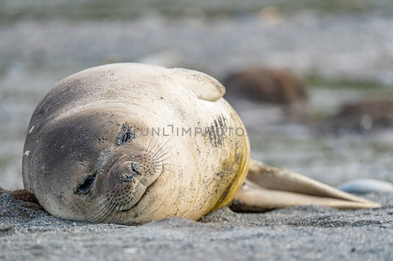 South Georgia - Where King Penguins and Elephant Seals Say Goodnight to Each Other - The mammals lie in the sand on the beach with king penguins in South Georgia.