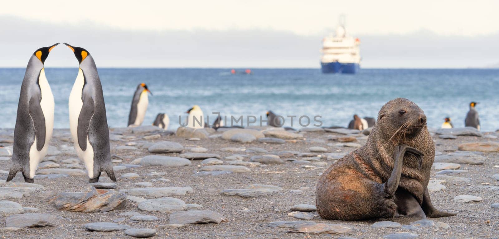 beautiful Young Antarctic fur seal (Arctocephalus gazella) in South Georgia in its natural environment
