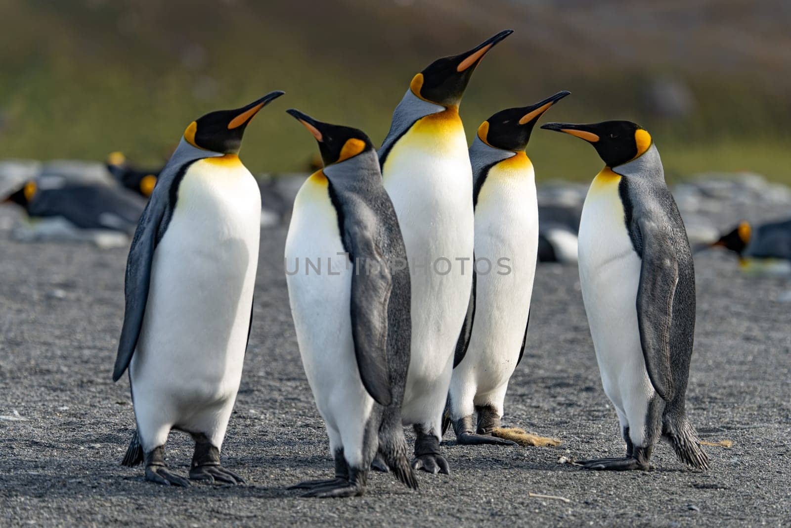 Group of 5 king penguins (APTENODYTES PATAGONICUS) on South Georgia standing close together
