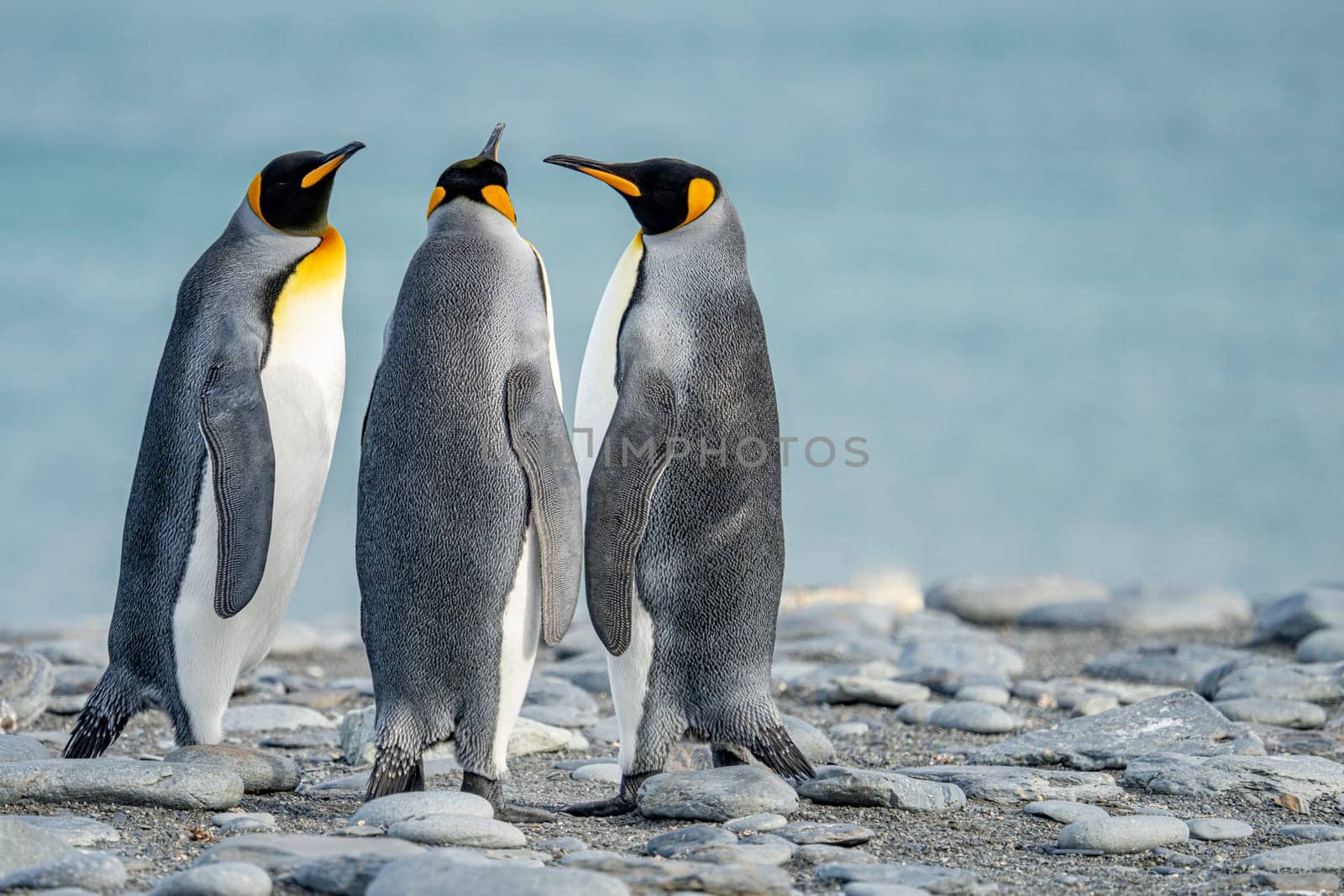 Group of King Penguins (APTENODYTES PATAGONICUS) on South Georgia