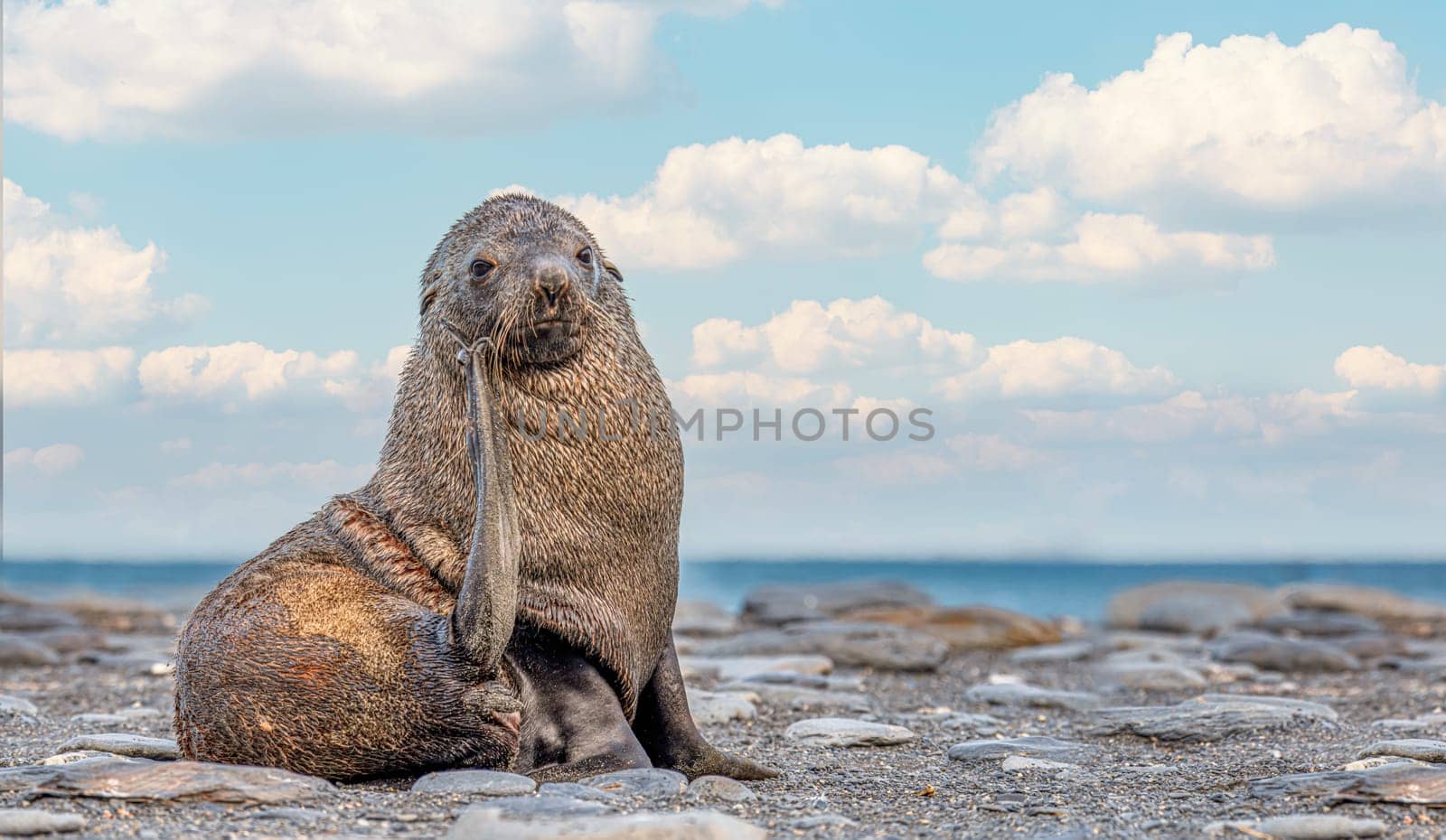 beautiful Young Antarctic fur seal (Arctocephalus gazella) in South Georgia in its natural environment