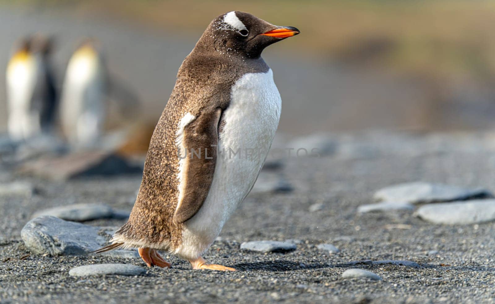Portrait of a Gentoo Penguin (Pygoscelis papua) on South Georgia