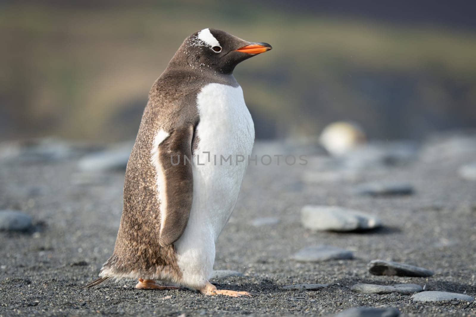 Portrait of a Gentoo Penguin (Pygoscelis papua) on South Georgia