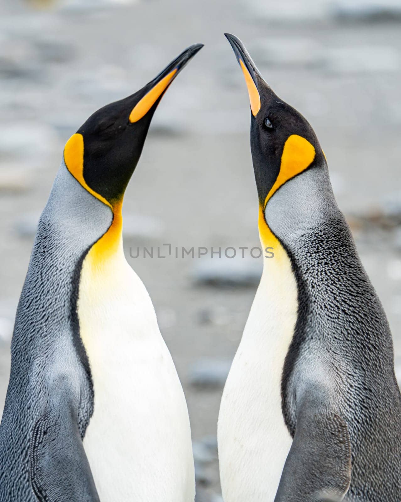 Close-up - 2 king penguins on South Georgia stretch their beaks upwards facing each other
